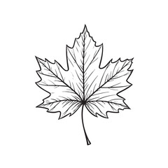 Detailed black and white sketch of a classic five-lobed maple leaf.