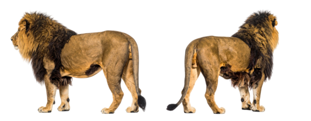 Two Lions Standing Back To Back With Brown And Golden Fur Isolated On White Background Depicting Wildlife In Natural Habitat