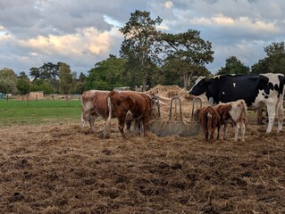 Close up view of cows and calves in green rural paddocks, livestock farming, long horns and diary cows, England UK