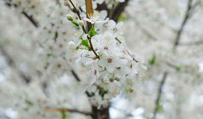 Branch of delicate white blossoms of cherry tree or plum tree in full bloom in early spring. Floral spring banner or greeting card, postcard, poster. Selective focus