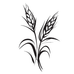 Obraz premium Sketch of two stalks of wheat or grain.