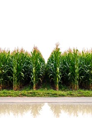 Cornfield Roadside