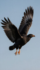 Black hawk soaring in the sky symbolizing bird migration  