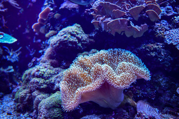 Closeup on a coral reef in the sea