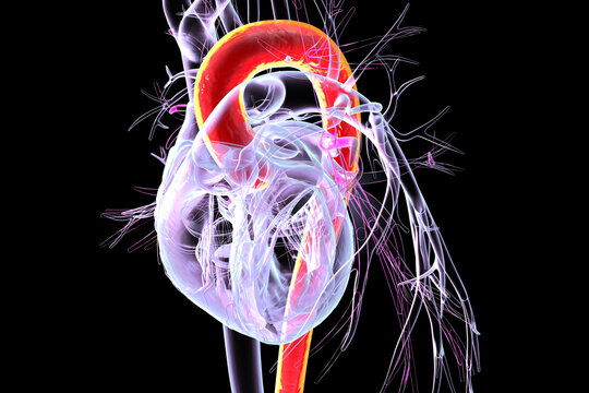 Heart with aorta highlighted in red, 3D illustration