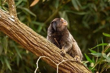 A Marmoset in a tree in the Sao Paulo Zoo, in Brazil