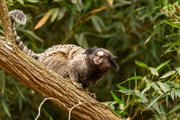 A Marmoset in a tree in the Sao Paulo Zoo, in Brazil