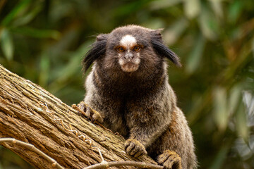 A Marmoset in a tree in the Sao Paulo Zoo, in Brazil