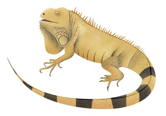 raster image of a iguana on a white background