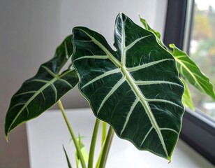 Vibrant plant leaves by window