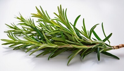 Fototapeta premium fresh rosemary sprig on white background 3