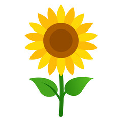 sunflower isolated on white background