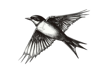 Monochrome sketch of a bird in flight, isolated on transparent background, capturing the elegance and dynamism of its movement with detailed linework