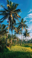 Obraz premium Lush palm trees against a bright blue sky and verdant rice fields