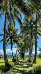 Obraz premium Lush path lined with towering palms under a brilliant blue sky, rice fields