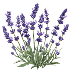 Naklejka premium Lavender Clipart PNG
