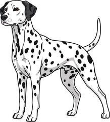 Fototapeta premium Dalmatian dog standing alert looking away cute vector illustration
