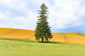 Fototapeta premium The Famous Christmas Tree in Golden Wheat Field in Biei, Hokkaido Countryside