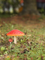Red fly agaric mushrooms growing in forest grass

