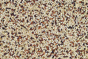 Tricolor Quinoa Background - Red , Brown and White