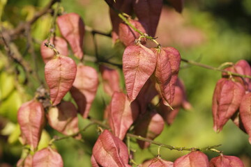 The red fruits of Koelreuteria paniculata ‘Rose Lantern’, also know as Pride of India tree.