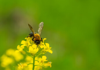 Spring background with yellow flowers and insects.