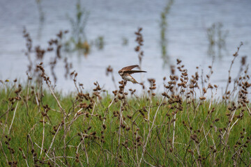 A sand martin perches on a dry plant with thorny burrs on the riverbank, perpendicular to the camera lens on a cloudy summer day.