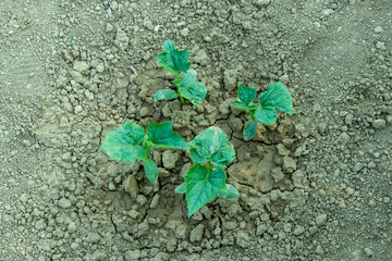 Four young gourd plants thriving in dry, wet cracked soil