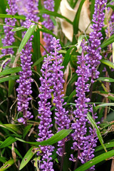 Purple Liriope muscari, Big Blue Lilyturf, in flower.
