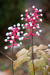 The white berries on red stalks of Actaea pachypoda, baneberry ‘Misty Blue’.