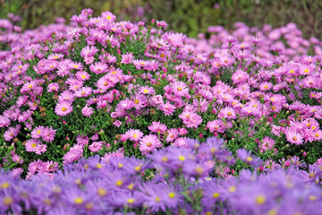 Obraz premium Pink Symphyotrichum novi belgii, aster or michaelmas daisy ‘Waterperry’ in flower.
