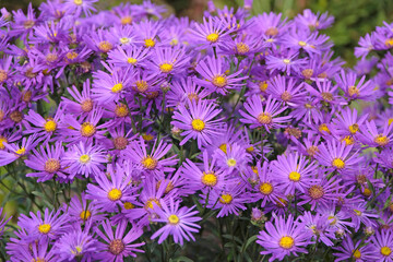 Fototapeta premium Purple Italian Aster amellus ‘Veilchenkonigin’ also known as Michaelmas daisy in flower
