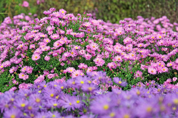 Naklejka premium Pink Symphyotrichum novi belgii, aster or michaelmas daisy ‘Waterperry’ in flower.