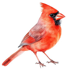 A detailed watercolor painting of a male northern cardinal standing, isolated on transparent background, showcasing its vibrant red feathers and distinctive black mask