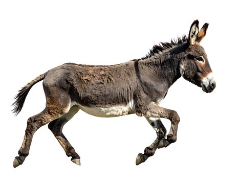 Running Wild Graceful Donkey in Full Motion Illustration