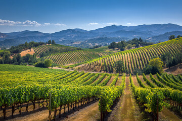 Fototapeta premium Vineyard landscape with rows of grapevines and mountain view