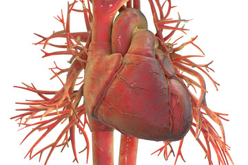 Human heart with major blood vessels, 3D illustration.