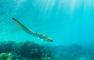 Juvenile zebra shark, Stegostoma tigrinum, critically endangered species released to the wild in Kri Island West Papua Indonesia.