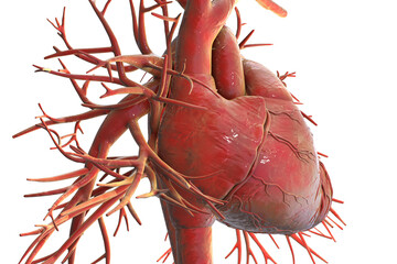 Human heart with major blood vessels, 3D illustration.