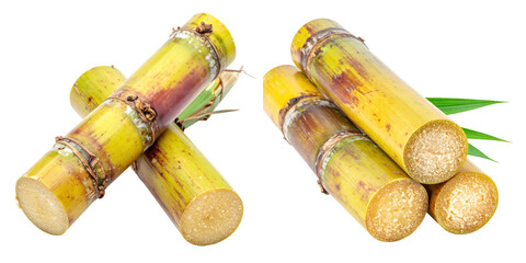 Close Up Of Sugar Cane Stalks With Green Leaves Against White Background Showing Details Of Texture And Color