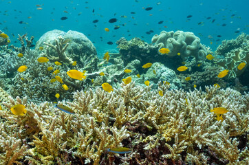 Lemon damsels, Pomacentrus moluccensis,sheltering in branching acropora stony corals Raja Ampat Indonesia.