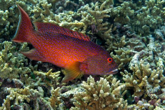 Lyre tail grouper, Variola louti, Raja Ampat Indonesia