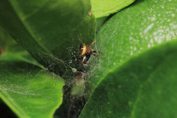 natural parasteatoda tepidariorum spider macro	