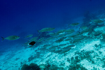 Mouth Mackerels, Rastrelliger kanagurta, Raja Ampat Indonesia
