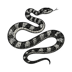 Fototapeta premium Black and White Snake Illustration Drawing