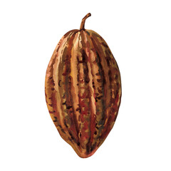 Cocoa pod watercolor illustration exotic tropical fruit cacao bean shell organic food art isolated on white background