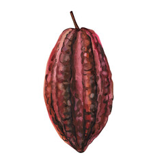 Red cocoa pod watercolor illustration exotic cacao fruit tropical bean shell organic chocolate ingredient food art isolated