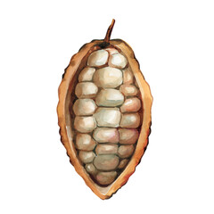 Open cocoa pod watercolor illustration cacao beans tropical exotic fruit organic chocolate ingredient food art isolated
