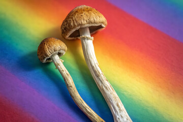 Group of spotted toadstools in the woods. Fly agaric toxic and psychedelic mushroom