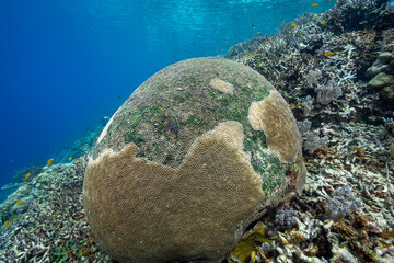Recovering brain coral from heavy bleaching episode in 2025, Kri Island Raja Ampat Indonesia.